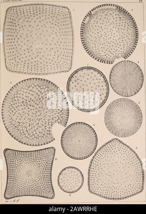 Atlas Der Diatomaceen-Kunde . Vorläufige Erläuterungen Zu Schmidts Atlas Der Diatomaceenkund Tafel 131. Alle Abbildungen 660 fach vergrösseii. 1. Jeremie (Janisch. Stattodiscus Jeremianus Castracane. 2. .. Wim. San Truanii Witt. (St. Johnsonianua Gre vai 3. .. San Buryanus Grev. 4. (»iinani i Weissfl.). Nach Grunow ähnlich dem St. Kittonianus is si&lt;-Im-u-«in» voi • 0- , St. Novae Zealandiae Grunow. Un Diatomo Di Schimdts.-Atlim.. Vorläufige Erläuterungen zu A. Schmidt; Atlas der Diatomaceenkunde Tafel 132. Alle Abbildungen 660 fach &lt;?i« i i. dmfre jedoch von dem-. 11 »«-n zu trennen -in. Foto Stock