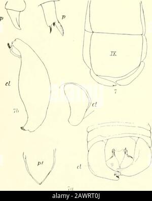 Monografia della bombycine falene del Nord America, comprese le loro trasformazioni e l'origine dei contrassegni larvale e armatura . Foto Stock