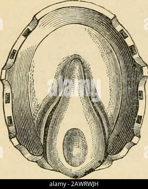 Scarpe da cavallo e racchette da cavallo : la loro origine, storia, usi e abusi . boredand contro-affondato, in modo che le teste di thenail sono completamente buriedin la scarpa. Per il gelo, le scarpe sono fatte in cui il calkshave non cuscinetto piatto, ma areportato fino ad un bordo di piuma.(? Il margine interno della scarpa è ng. 200 o sottile, in modo che il suo contorno passi insensatamente in quello del thesole, e non presenta sporgenze con cui pietre o neve possono essere trattenuti. Un riferimento al nostro avviso di CaesarFiaschis lavoro, e i disegni di scarpe che egli dà, così come la menzione Blundevil marche di scarpe straniere, sarà sufficiente e Foto Stock