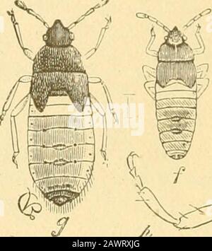 Relazione dell'Entomologo di Stato sugli insetti nocivi e benefici dello stato dell'Illinois . Foto Stock