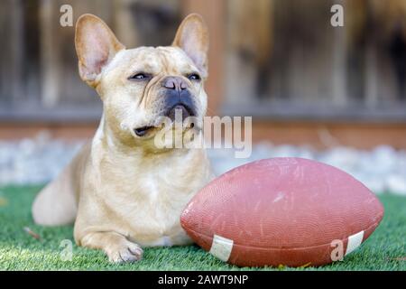 Frenchie agghiacciante con un calcio Foto Stock
