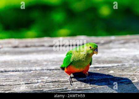 Una femmina Australiana King Parrot al Kennett Park lungo la Great Ocean Road, Victoria, Australia. Foto Stock