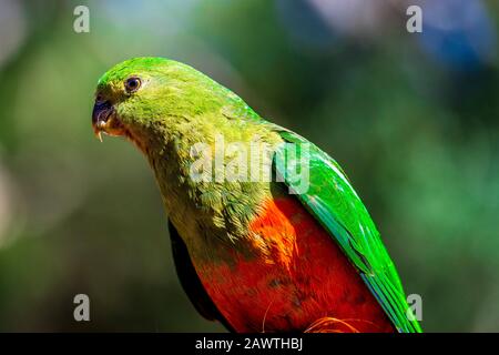 Una femmina Australiana King Parrot al Kennett Park lungo la Great Ocean Road, Victoria, Australia. Foto Stock