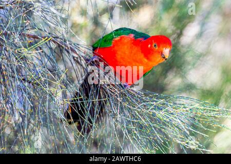 Un maschio australiano Re Parrot seduto in un albero a Kennet Park lungo la Great Ocean Road, Victoria, Australia. Foto Stock