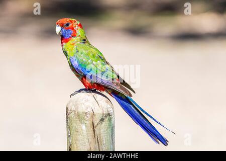Un giovane cremisi Rosella in un albero al Kennet Park a Victoria, Australia. I rosellas sono in un genere che consiste di sei specie e diciannove subspec Foto Stock