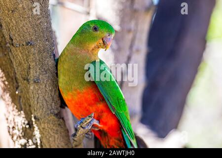 Una femmina Australiana King Parrot al Kennett Park lungo la Great Ocean Road, Victoria, Australia. Foto Stock