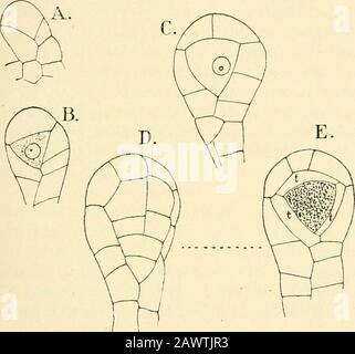 La struttura e lo sviluppo dei muschi e dei felci (Archegoniatae), una sporofilla, che mostra la posizione del sorus sopra la vena, X 85. In Polypodium (Fig. 167) la prima prova della formazionedi sporangia è una serie di minute depressioni sul lato inferiore della foglia, tanto quanto avviene in Angiopteris. Il fondo di questa depressione è occupato da una bassa elevazione, la placenta, andupon questa la forma sporangia in modo analogo, ma non sono tutti sviluppati allo stesso tempo, in modo che un singolo sorus può FILICINR.K LEPTOSPORANGIAT.K •^ -J - contenere quasi tutte le fasi di sviluppo. Lo sporangi Foto Stock