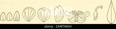 Collezioni varie Smithsonian . più o meno ramificazioni corimbose andspicuamente piccole, affollate, lineari-ellittiche, foglie rivoltate, è tipizzato N. 3 SPECIE COLOMBIANE di MONNINA-FERREYRA 41 da una collezione di Pasto, Dipartimento di Nariio, di cui sono state viste fotografie frammentarie. 23. Monnina elongata PI. & Lind. In Ann. Sci. Nat. IV. 17:137. 1862. Frutescent, a 1,6 m. alto, ramificato, i rami 12-24 c^- lunghi,1,5-2 mm. Di diametro, canescent-pubescent, diventando sempre più o meno glabrescent; foglie lanceolate, 34-80 mm. Lungo, 12-23 mm. Largo, acuminato, raramente acuto, pubescent ab Foto Stock