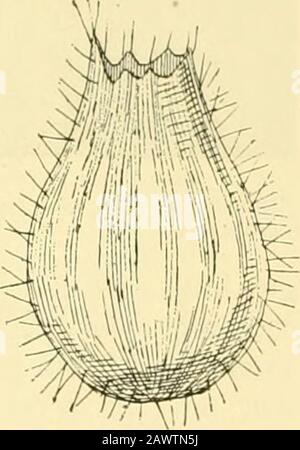 Ragni americani e loro filingworkA storia naturale dei ragni orbitanti degli Stati Uniti, con particolare riguardo alla loro industria e alle loro abitudini . Fr,. 45. Fig. 46. Kig. 46. Cocoon caso di Argiope faseiata. Fig. 45. Sezione dello stesso, per mostrare il sacco centrale dell'uovo. (Dopo Cuvier.) argy-Raspis. ^ Cuvier, Eegne Animal, Arachnides, pi. II. 82 RAGNI AMERICANI E LORO SPINNINGWORK. Foto Stock