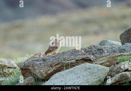 Il piccolo gufo, Athene noctua, Tsokar Lago, Ladakh, India Foto Stock