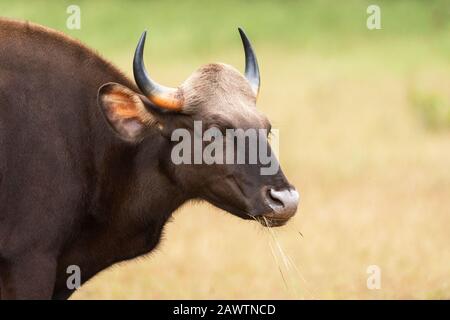Il Gaur indiano inoltre ha denominato il bisonte indiano, il gaurus del Bos, il Tadoba, il Maharashtra, l'India, Foto Stock