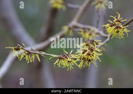 Hamamelis × intermedia 'Westerstede' fiori primo piano. Foto Stock