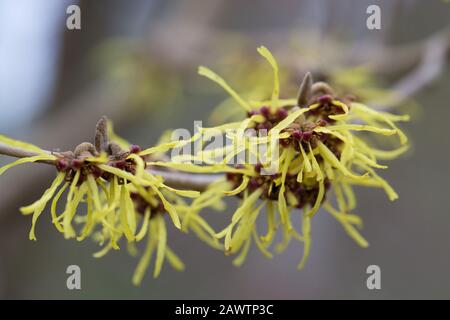 Hamamelis × intermedia 'Westerstede' fiori primo piano. Foto Stock