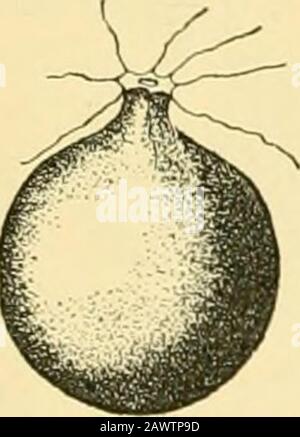 Ragni americani e loro filingworkA storia naturale dei ragni orbitanti degli Stati Uniti, con particolare riguardo alla loro industria e alle loro abitudini . Fig. 41. Cocoon di Argiope sospeso da un curtahind suo serpente a Sedgley House. 80 SRIDER AMERICANI E LORO SPINNINGWORK. Foto Stock