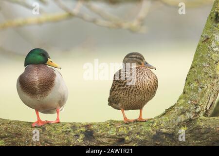 Un paio di bellissimi Mallard Ducks, Anas platyrhynchos, in piedi fianco a fianco su un ramo in un albero. Foto Stock