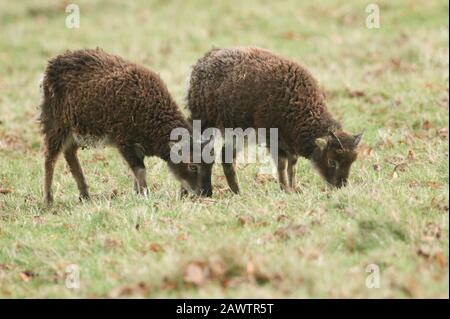 Due dolci pecore di Soay, Ovis aries, che pascolano in un campo ai margini del bosco. Foto Stock