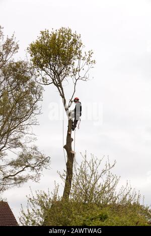 Chirurgo dell'albero Foto Stock