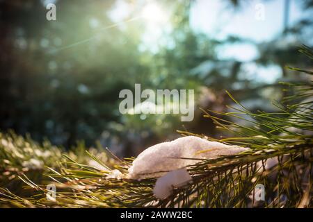 Scena di inizio primavera nella foresta Foto Stock