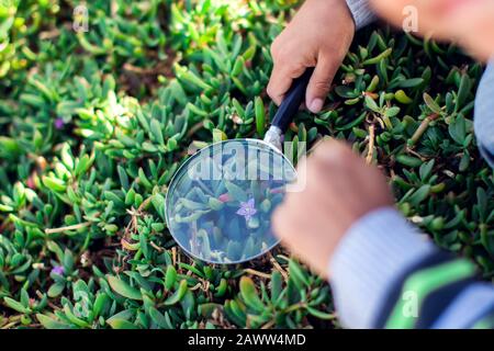 Un ragazzo che guarda attraverso la lente d'ingrandimento alle piante all'aperto. Bambini, scoperta e botanica concetto Foto Stock