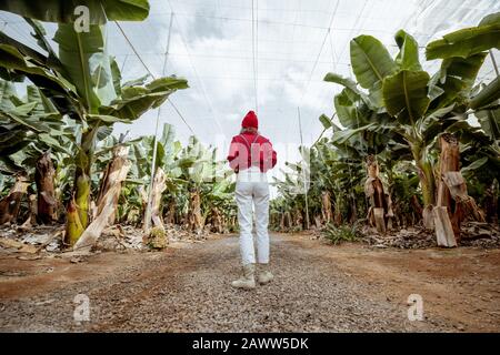 Donna come turista o contadino vestito casualmente in rosso e bianco camminando tra le file di banane nella piantagione. Concetto di un turismo verde o di frutta esotica che cresce Foto Stock