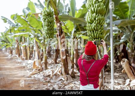 Donna come un turista vestito in rosso esplorando piantagione di banane, fotografando su rami di banane maturo telefono. Concetto di un turismo verde e frutti esotici produrre