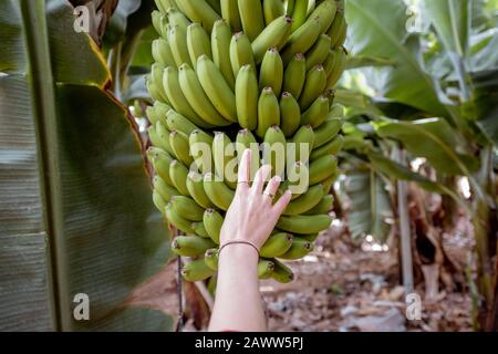 Donna che strappa la banana dal ramo ricco della banana sulla piantagione, primo piano sulle mani. Concetto di freschezza e sano mangiare Foto Stock