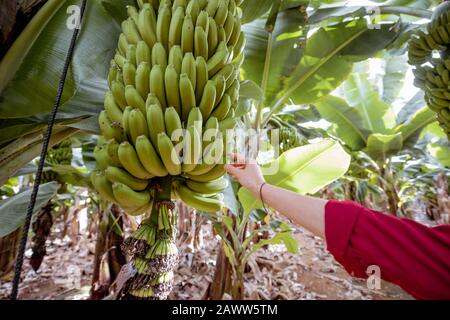 Donna che strappa la banana dal ramo ricco della banana sulla piantagione, primo piano sulle mani. Concetto di freschezza e sano mangiare Foto Stock