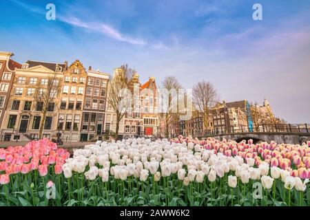 Amsterdam Paesi Bassi, skyline della città sul lungomare del canale e ponte con tulipano primaverile fiore Foto Stock