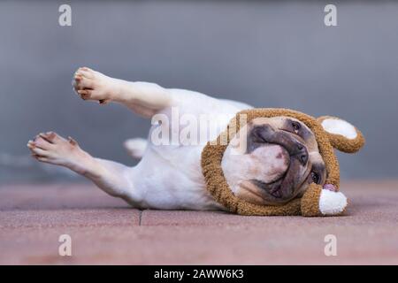 Divertente Bulldog francese vestito come coniglietto di pasqua indossando un morbido cerchietto azzurro con orecchie di coniglio che cadono a lato Foto Stock