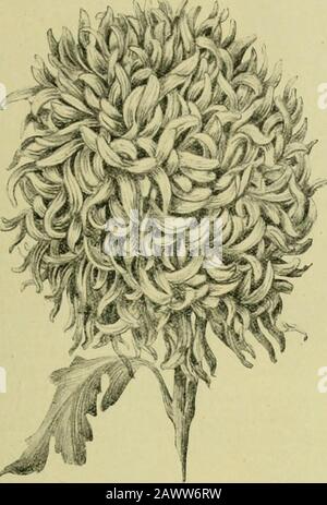 Il supplemento del secolo al dizionario di giardinaggio, un'enciclopedia pratica e scientifica di orticoltura per giardinieri e botanici . Fiore di Chrysanthemum Sig.ra H. Settimane. 1900 Supplemento: Presentazioni Recenti, &,C.. 233 Chry sa.nthem.nvx - continua. Crisantemo - conhn mer. Foto Stock