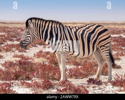 Zebra nel Parco Nazionale Etosha in Namibia. Foto Stock