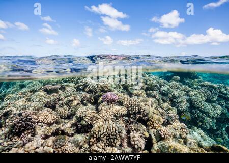 Barriera Corallina Incontaminata, Fakarava, Tuamotu Archipel, Polinesia Francese Foto Stock