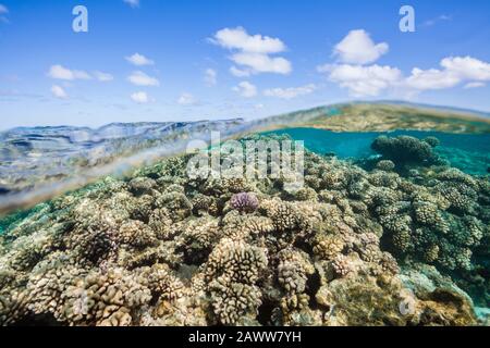 Barriera Corallina Incontaminata, Fakarava, Tuamotu Archipel, Polinesia Francese Foto Stock