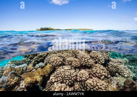 Barriera Corallina Incontaminata, Fakarava, Tuamotu Archipel, Polinesia Francese Foto Stock