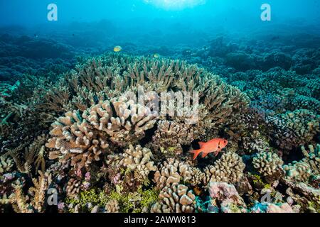 Barriera Corallina Incontaminata, Fakarava, Tuamotu Archipel, Polinesia Francese Foto Stock