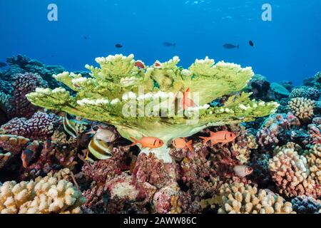 Barriera Corallina Incontaminata, Fakarava, Tuamotu Archipel, Polinesia Francese Foto Stock