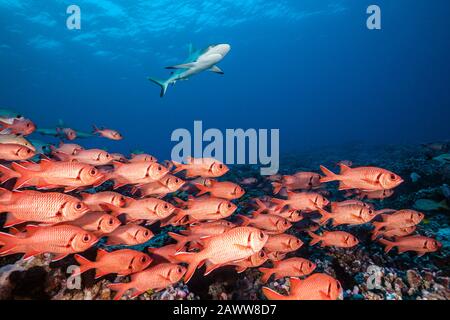 Shoal Di Blottcheye Soldierfish, Myripristis Berndti, Fakarava, Tuamotu Archipel, Polinesia Francese Foto Stock