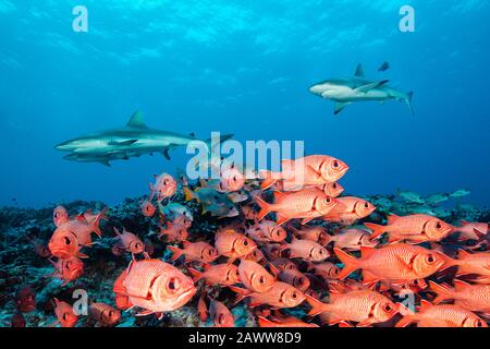 Shoal Di Blottcheye Soldierfish, Myripristis Berndti, Fakarava, Tuamotu Archipel, Polinesia Francese Foto Stock