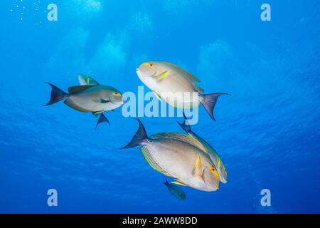 Yellowfin Surgeonfishes, Acanthurus Xanthopterus, Ahe, Tuamotu Archipel, Polinesia Francese Foto Stock