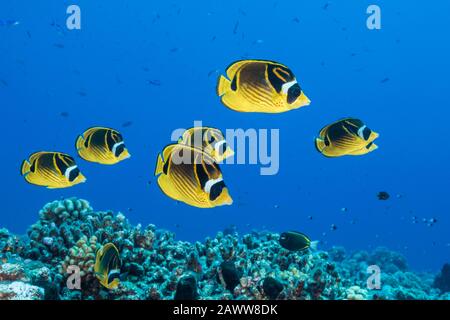 Shoal Di Raccoon Butterflyfish, Chaetodon Lunula, Apataki, Tuamotu Archipel, Polinesia Francese Foto Stock