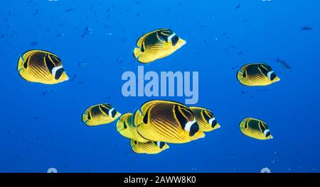 Shoal Di Raccoon Butterflyfish, Chaetodon Lunula, Apataki, Tuamotu Archipel, Polinesia Francese Foto Stock