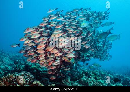 Shoal Di Humpback Snapper, Lutjanus Gibbus, Fakarava, Tuamotu Archipel, Polinesia Francese Foto Stock