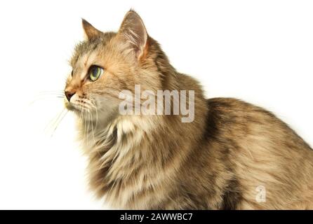 Bellissimo gatto scaggy seduto isolato su bianco Foto Stock