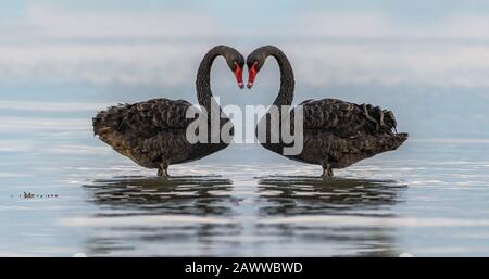 Cigni Che Fanno Una Figura Di Cuore Di Amore Con Là Necks Foto Stock