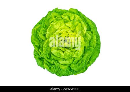 Cuore insalata di lattuga Trocadero isolato sulla vista dall'alto bianca. Varietà butterhead. Verde vegetale verde. Foto Stock