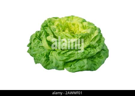 Insalata di lattuga isolato su bianco. Varietà butterhead. Trocadero cultivar. Verde vegetale verde. Foto Stock