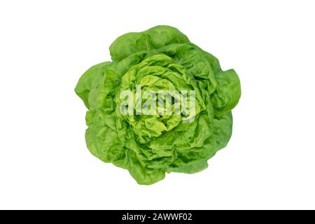 Insalata di lattuga isolata sulla vista dall'alto bianca. Varietà butterhead. Trocadero cultivar. Verde vegetale verde. Foto Stock