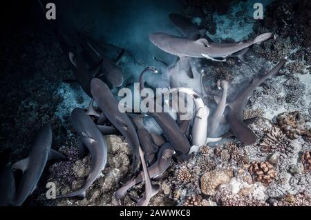 Gray Reef Shark Caccia Di Notte, Carcharhinus Amblyrhynchos, Fakarava, Tuamotu Archipel, Polinesia Francese Foto Stock