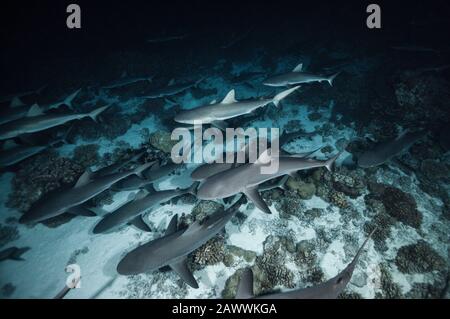 Gray Reef Shark Caccia Di Notte, Carcharhinus Amblyrhynchos, Fakarava, Tuamotu Archipel, Polinesia Francese Foto Stock