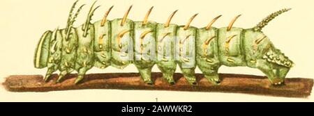 Monografia della bombycine falene del Nord America, comprese le loro trasformazioni e l'origine dei contrassegni larvale e armatura . Foto Stock